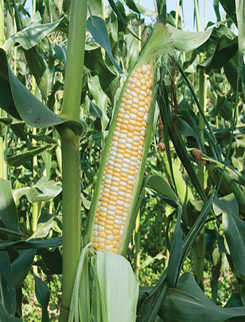 Hybrid Bicolor Sh2 Corn