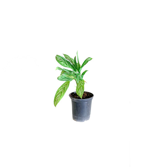 Aglonomea Silver Queen