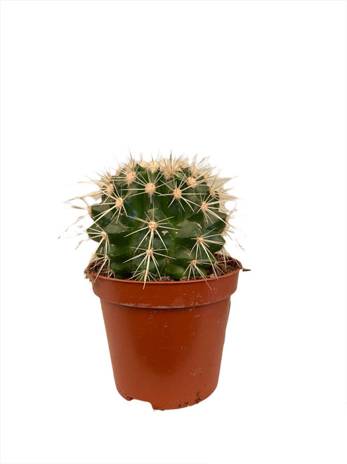 Echinocactus Grusonii