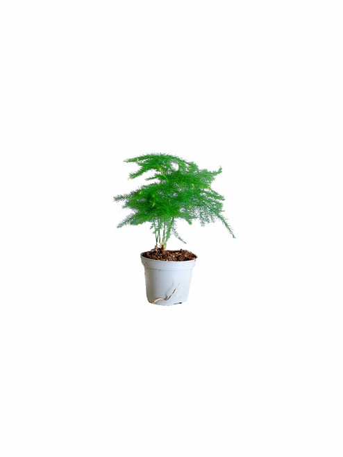 Asparagus Setaceus