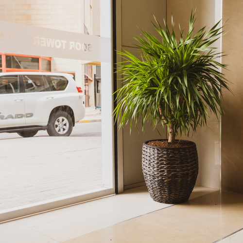 Dracaena Draco on Turner pot round