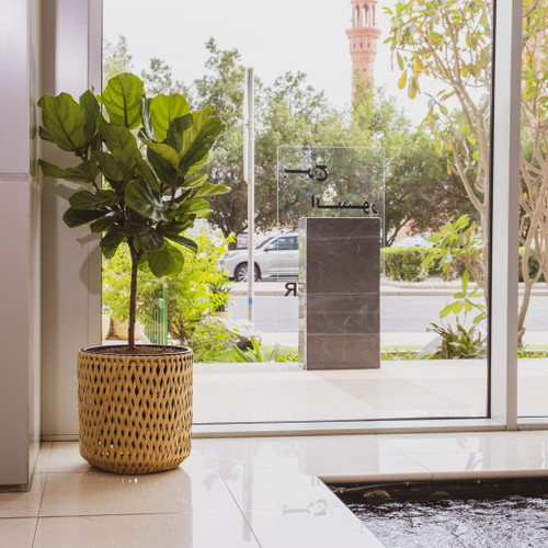 Ficus Lyrata on Wick pot round