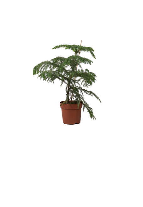 Araucaria Heterophylla