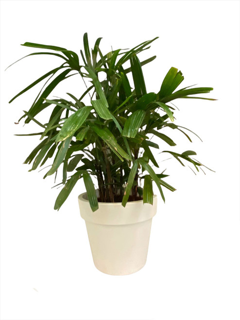 Rhapis excelsa on green basic top planter