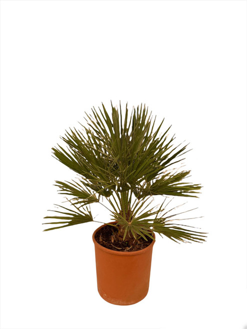 Chamaerops Humilis C25 CH20