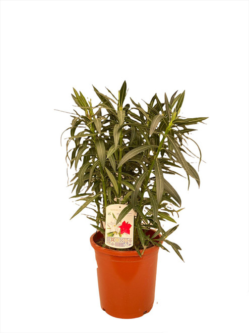 Defla Big Bushy Tricolor(Nerium Oleander)