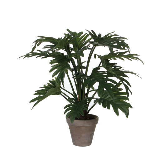 Philodendron Selloum