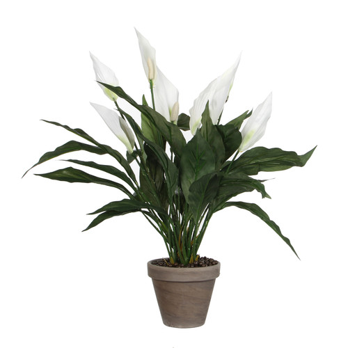 Peace lilly