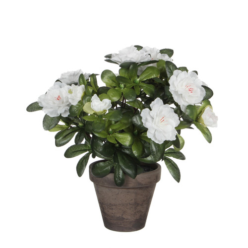 Azalea