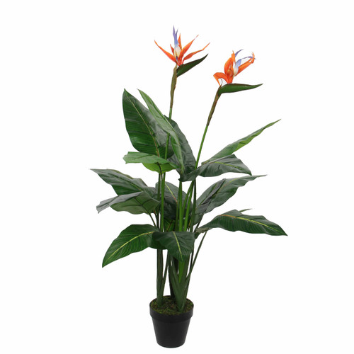 Strelitzia