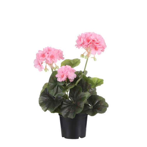 Geranium Pink