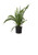 Nephrolepis Exaltata