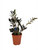Zamioculcas Zamiifolia 4++