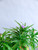 Ruellia Brittoniana