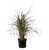 Pennisetum Polystachion