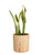 Sansevieria Trifasciata on Round Hyacinth Concrete pot