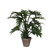 Philodendron Selloum