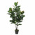 Rubber plant