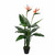 Strelitzia