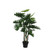 Philodendron