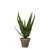 Aloe vera Green 28cm