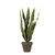 Sanseveria Green