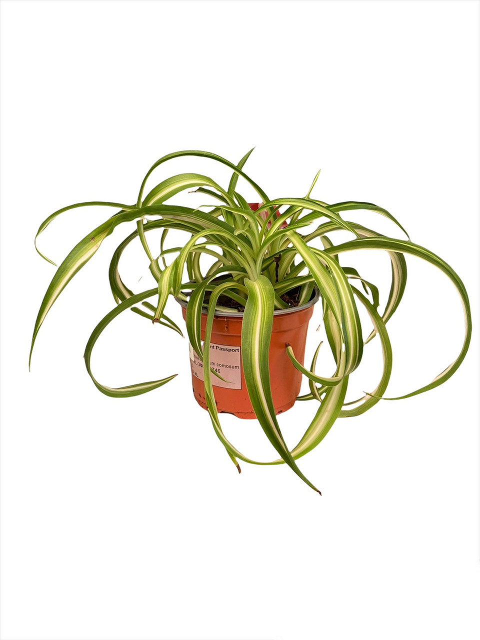 Chlorophytum Com Bonnie - Al Fares Gardens - EN