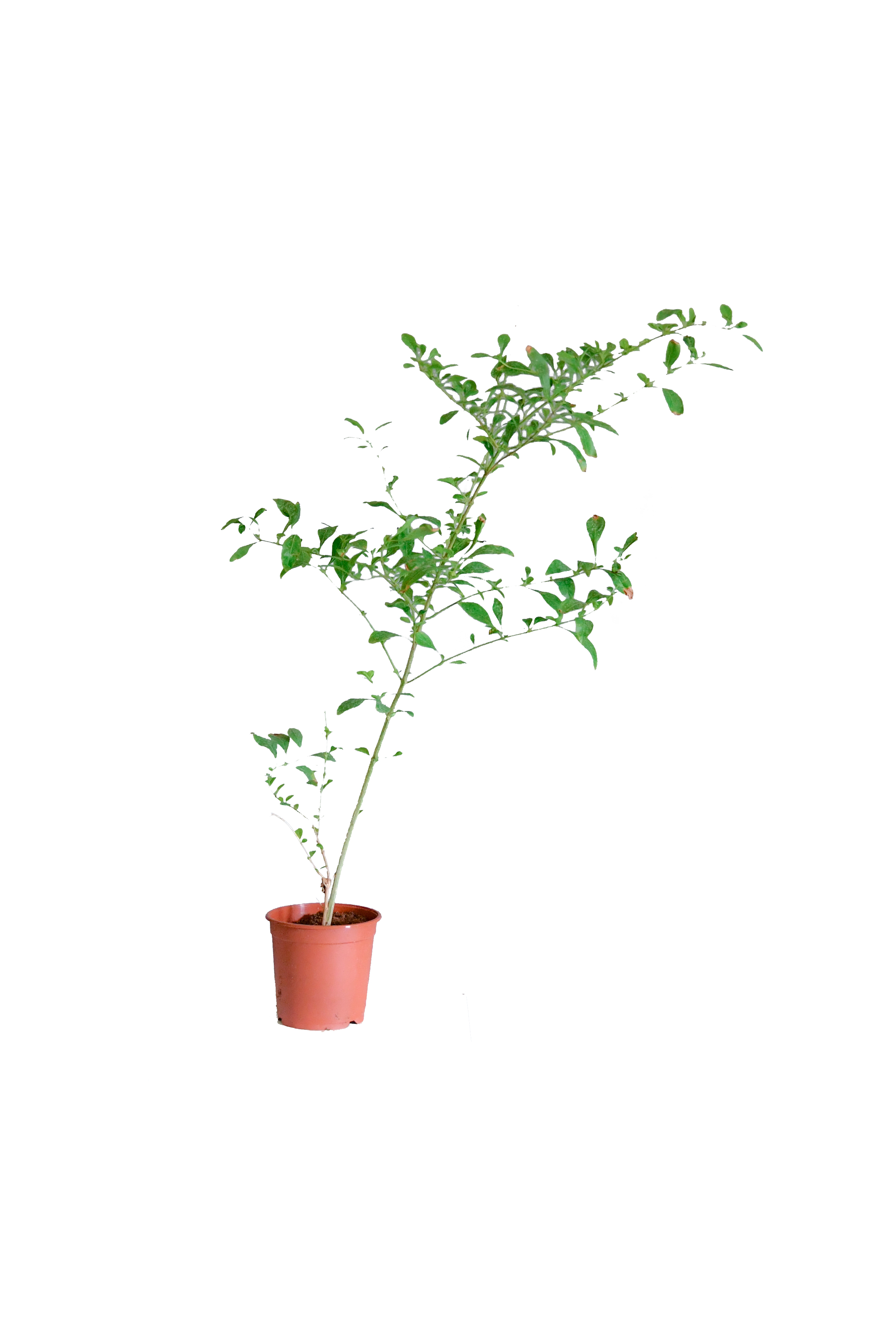compo sana rasen unkrautvernichter COMPO EXPERT Rasen Floranid® mit Unkrautvernichter – Düngerprofi24 main image 0