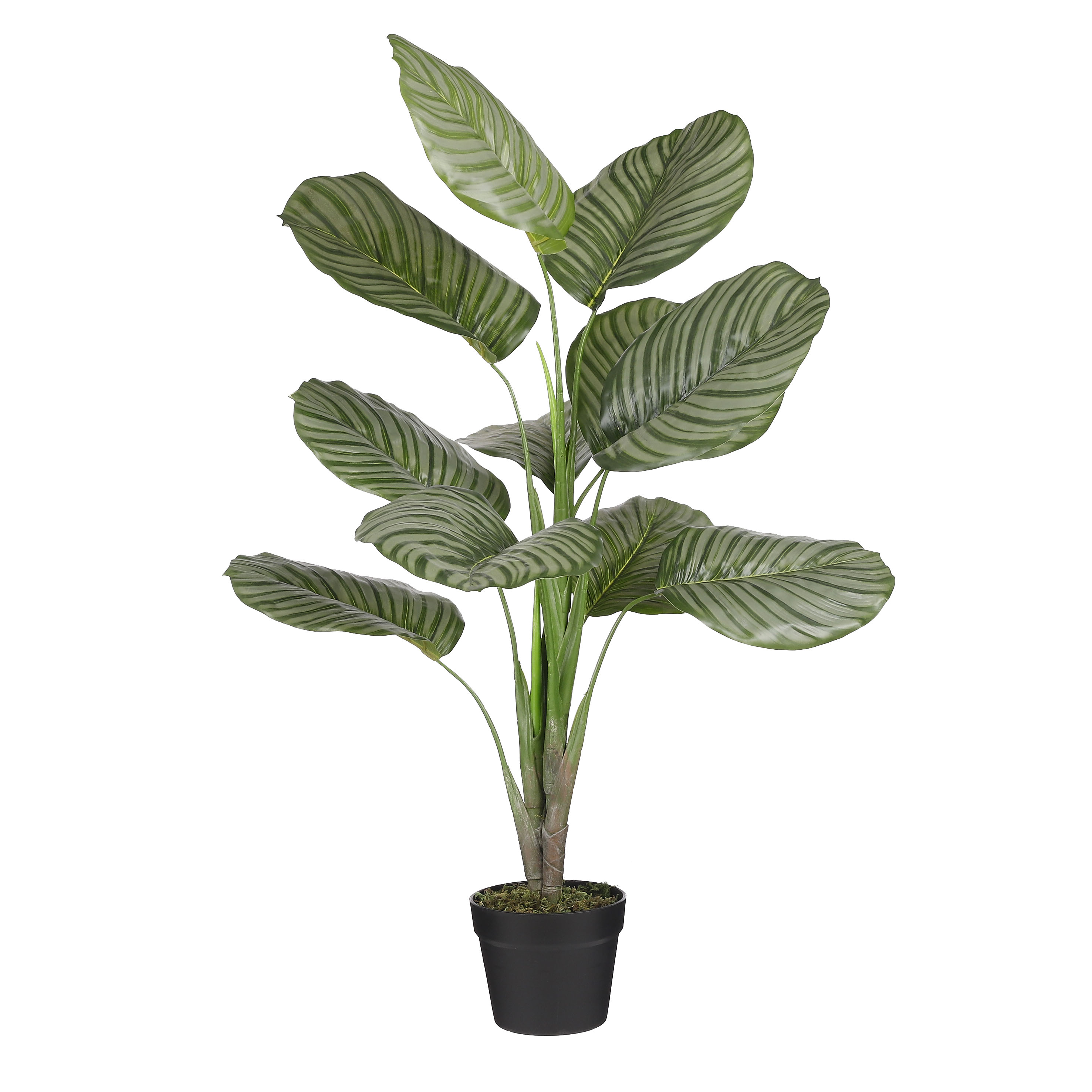 atropurpurea efeu Efeu | Hedera helix 'Green Ripple'