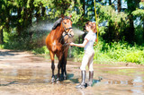 Heatwaves pose a significant risk to both horses and dogs, as their ability to regulate body temperature differs from humans.