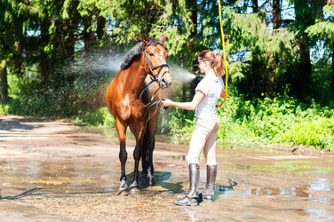 Heatwaves pose a significant risk to both horses and dogs, as their ability to regulate body temperature differs from humans.