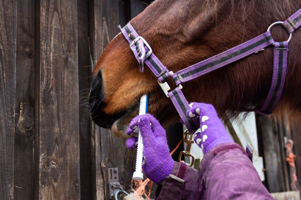 Essential Horse Supplements for Different Needs: Supporting Your Equine Partner's Well-being