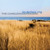 Let Gladness Ring (Download)