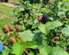 Galaxy Blackberry