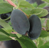 Blue Stuart ( Blue Drops)  honeyberry haskap