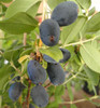 Blue Stuart ( Blue Drops)  honeyberry haskap