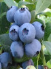 10 Rabbiteye Blueberry Plants TifBlue Austin Gallon Hedges Zone 6-9