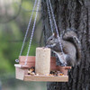 Squirrel Feeder Swing