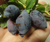 Blue Treasure Honeyberry Haskap