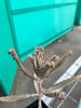 Mother of Millions- Kalachoe Delagoensis
