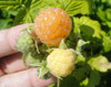 Tri Color Raspberry Package