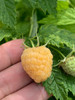 Anne Yellow Raspberry