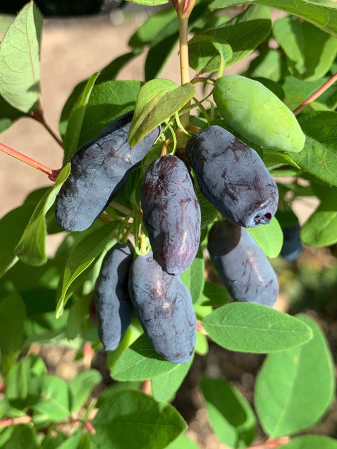 Honeyberries Haskap Plants For Sale Buy From Grower