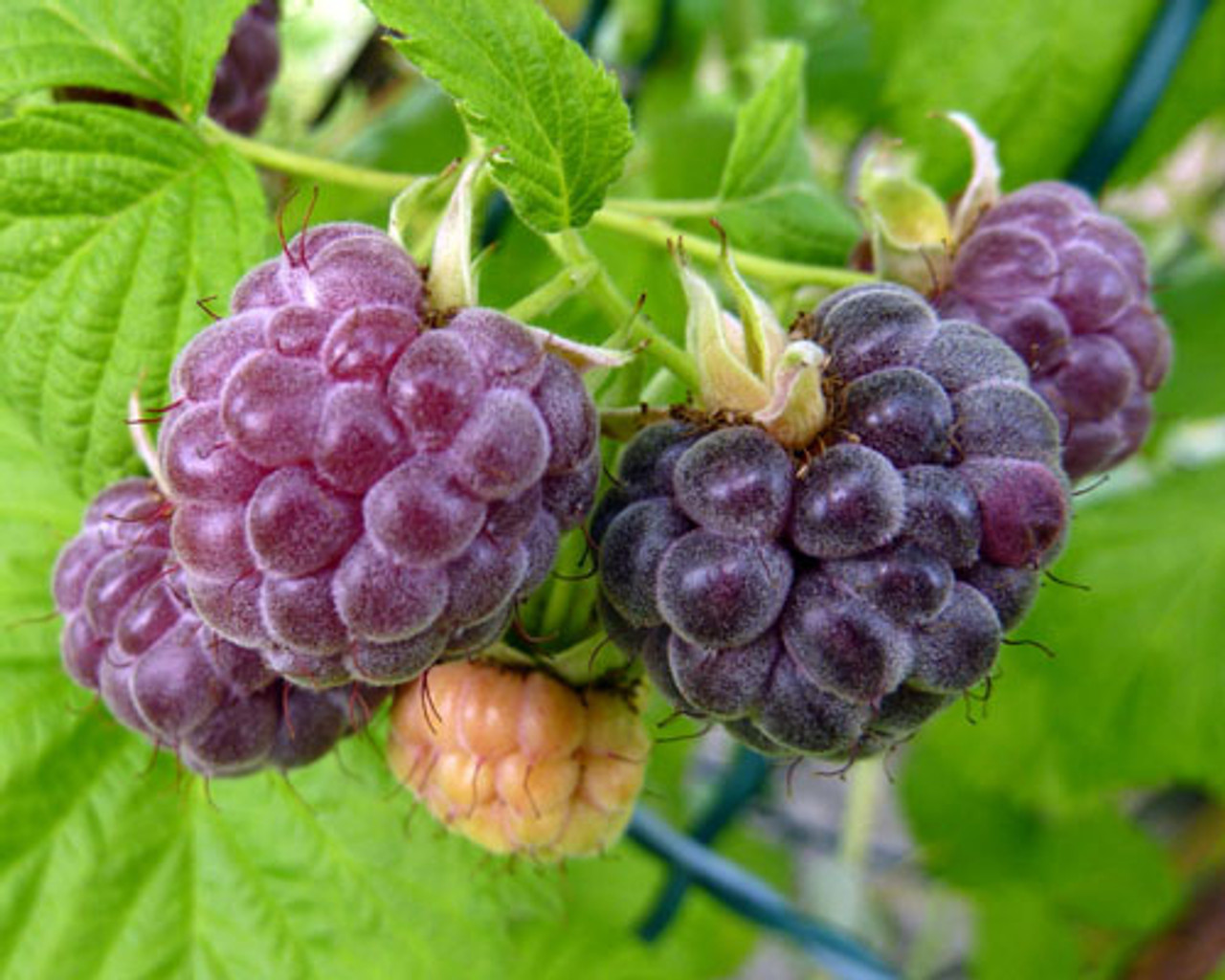 Raspberry Growing Guide - Bright Lane Gardens