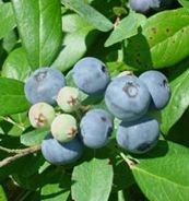 Climax Blueberries Rabbiteye 1 Gal Size Berries Unlimited