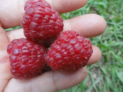 Polana Raspberry - Berries Unlimited USA