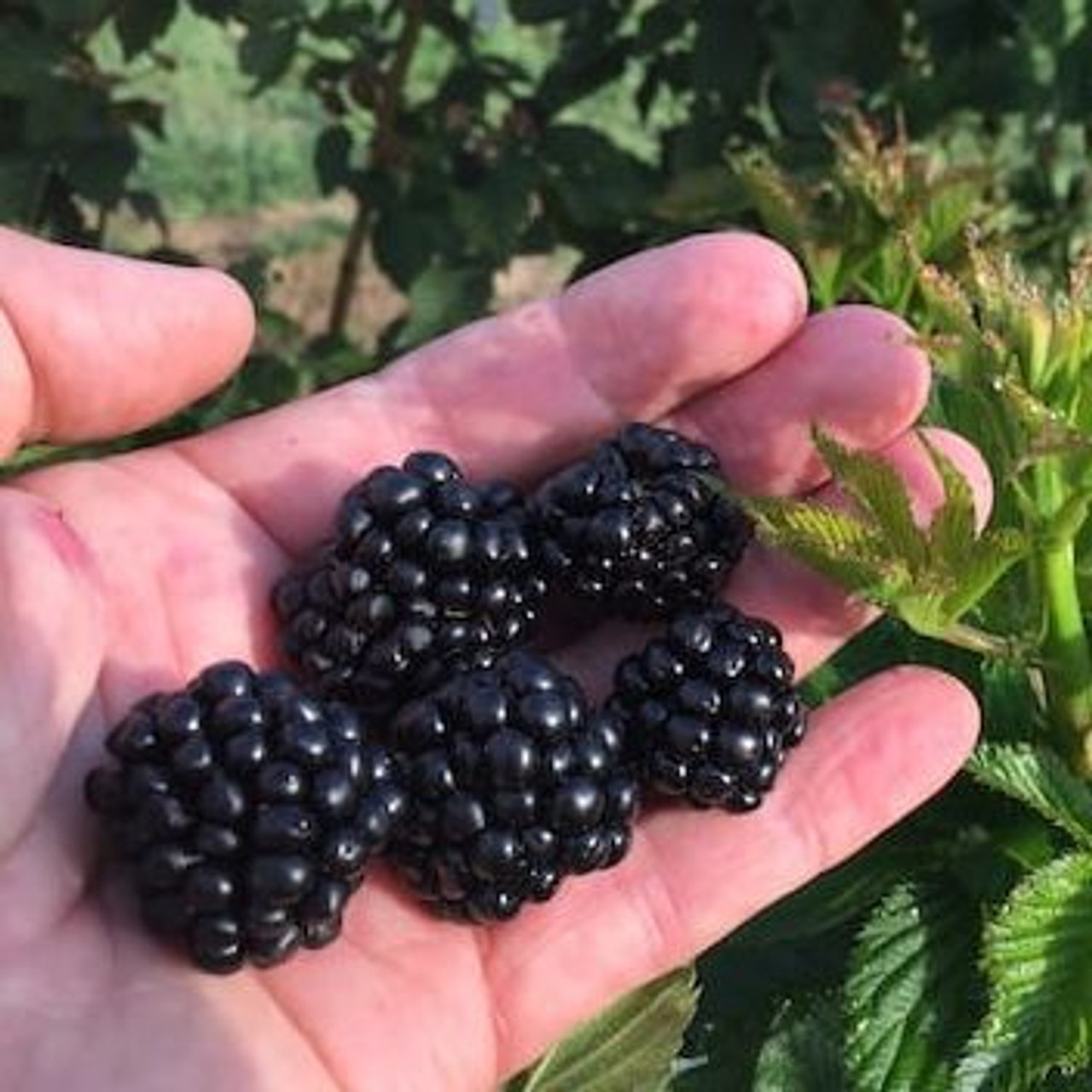 Ponca Blackberry Plant - Ison's Nursery & Vineyard