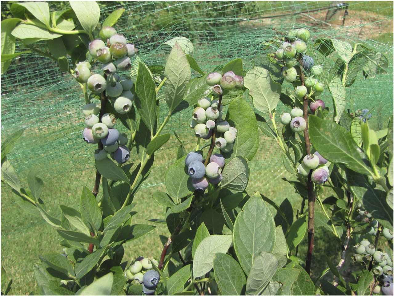 Mexico Jumbo Blueberry – FattFruits