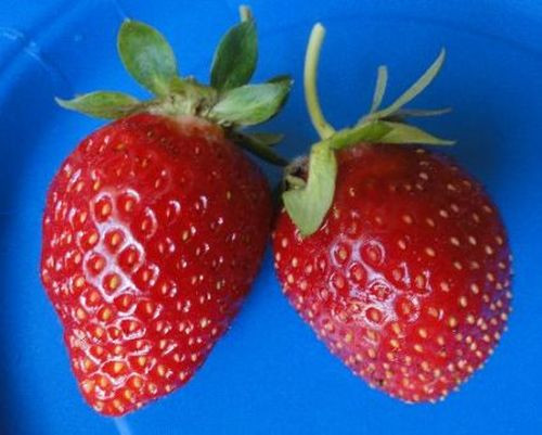 Sparkle Strawberries Plants | Junebearing | Zones 4-8