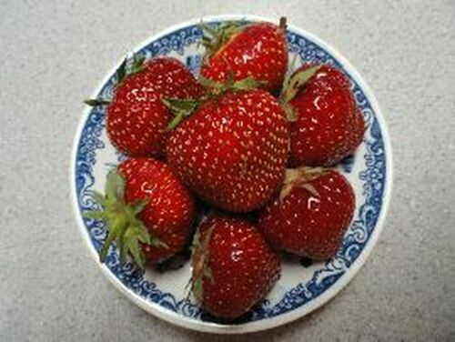 7- Fun Mix Strawberry Plants - Berries Unlimited USA